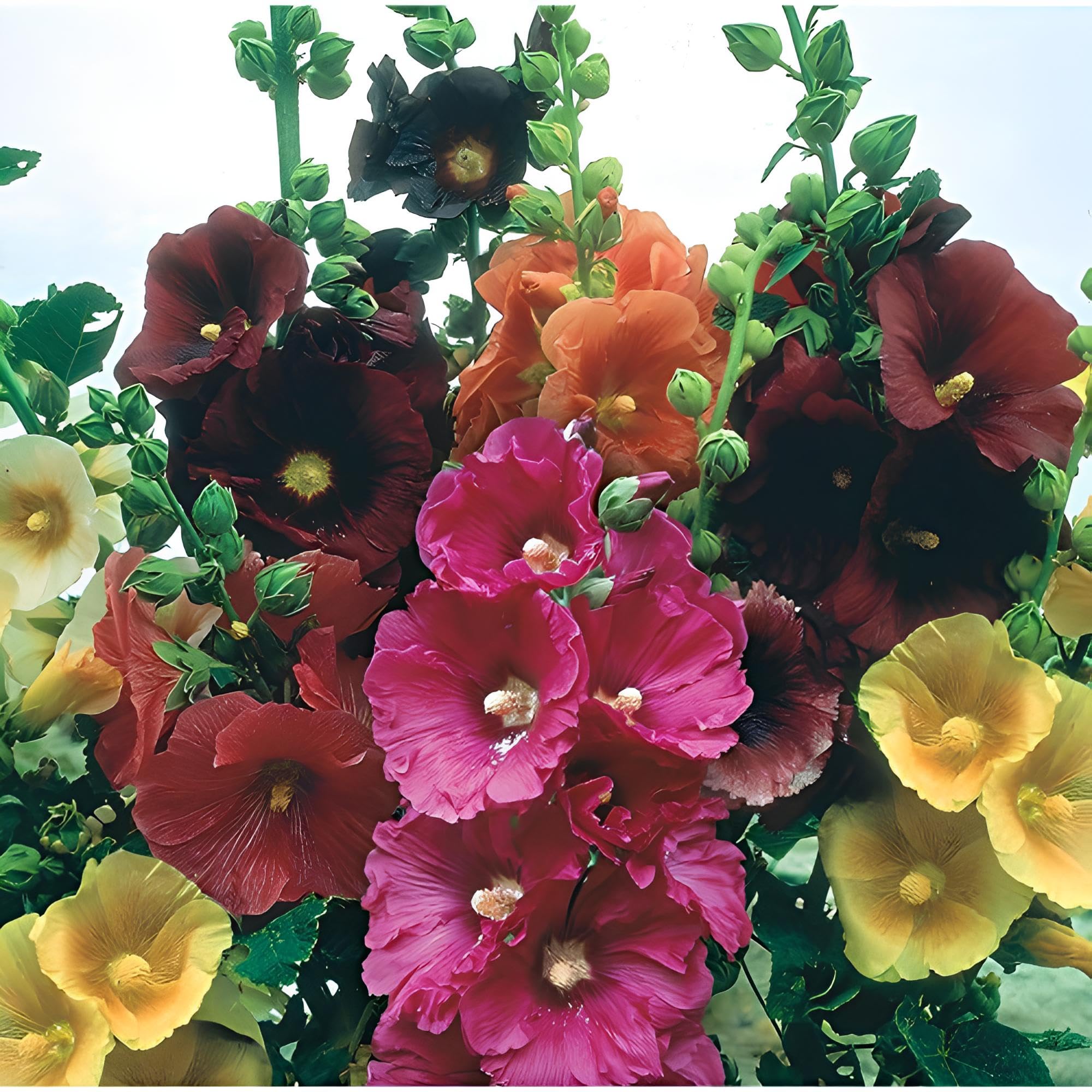 Mixed Danish Hollyhock Flower seeds for Planting - Hardy Variety, Heirloom & GMO Free Seeds for Home Garden