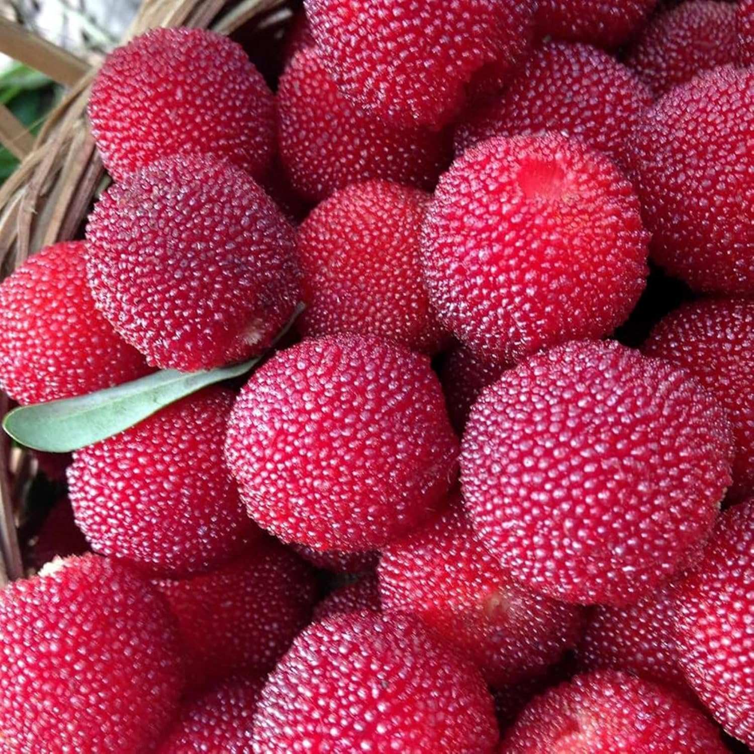 Rubra Fruit Seeds for Planting - Grow Delicious Red Fruits in Your Garden