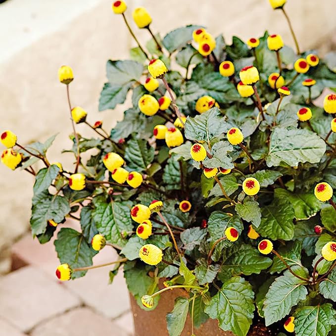 Acmella Oleracea Plant Acmella oleracea Seeds for Planting in Garden & Flower Bed