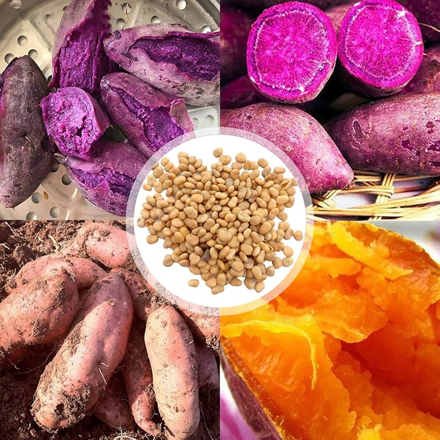 Pezzi di Semi di Patate Dolci Viola/Giallo