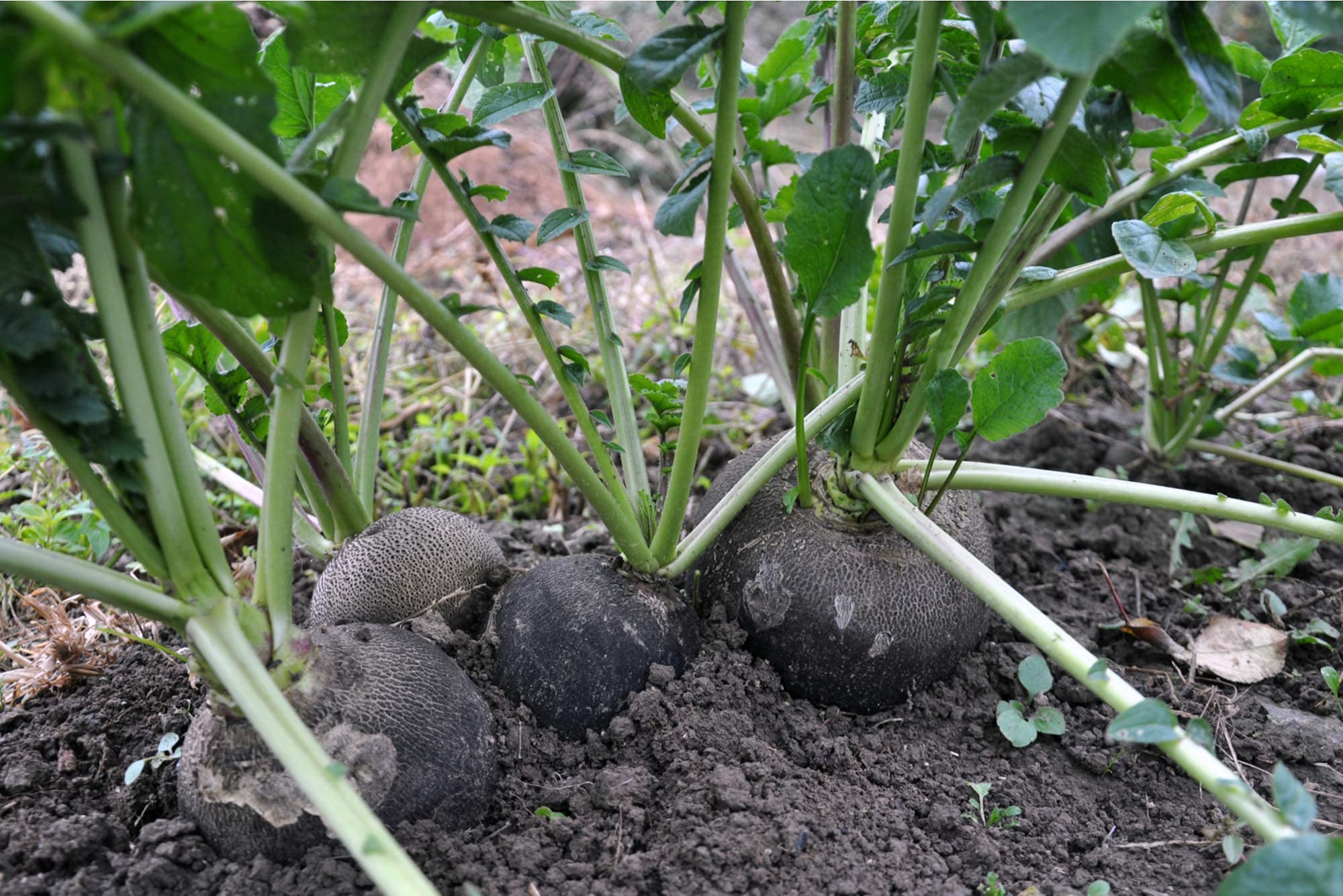 Organic Radish Seeds for Garden Planting