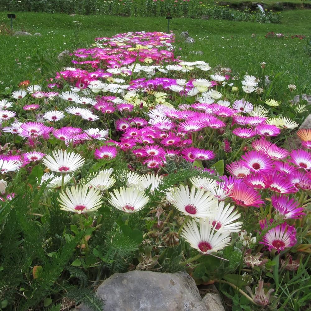 Mixed Ice Plant Flower seeds for Planting - Seasonal Bloomer, Heirloom & GMO Free Seeds for Home Garden