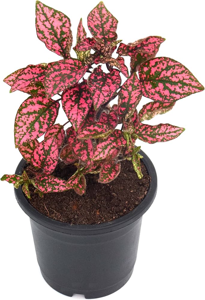 Pink Hypoestes Polka Flower seeds for Planting - Pollinator Friendly, Heirloom & GMO Free Seeds for Home Garden