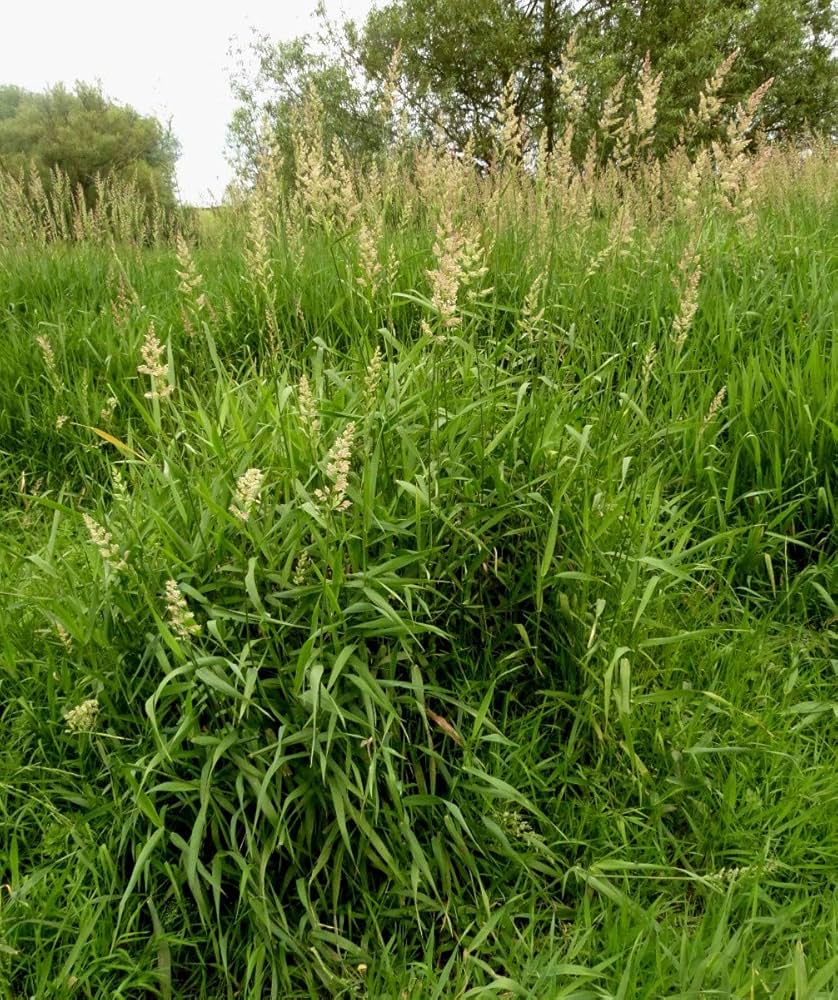 Evergrowseeds Phalaris aquatica grass seeds, 20-pack for planting in garden, featuring green grass seed images.