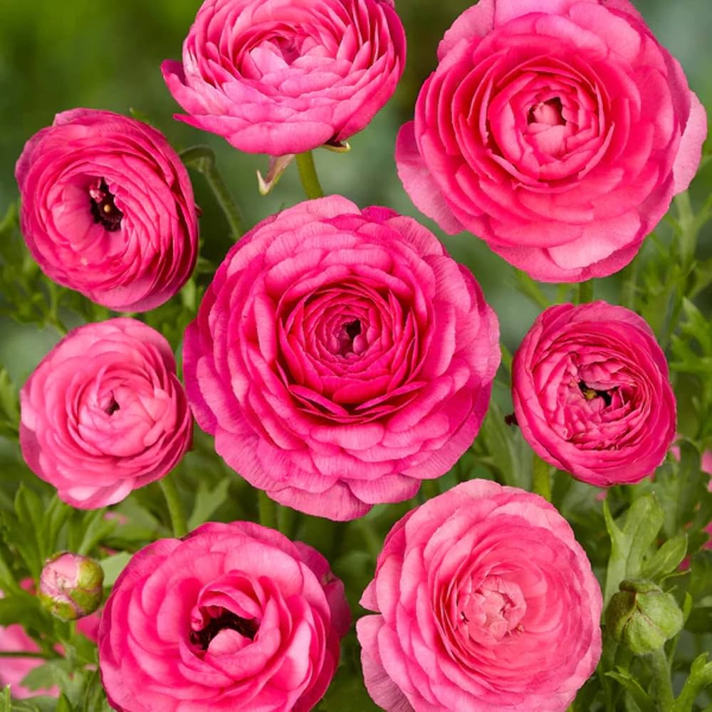 Ranunculus Flower seeds for Planting - Wildflower Mix, Heirloom & GMO Free Seeds for Home Garden
