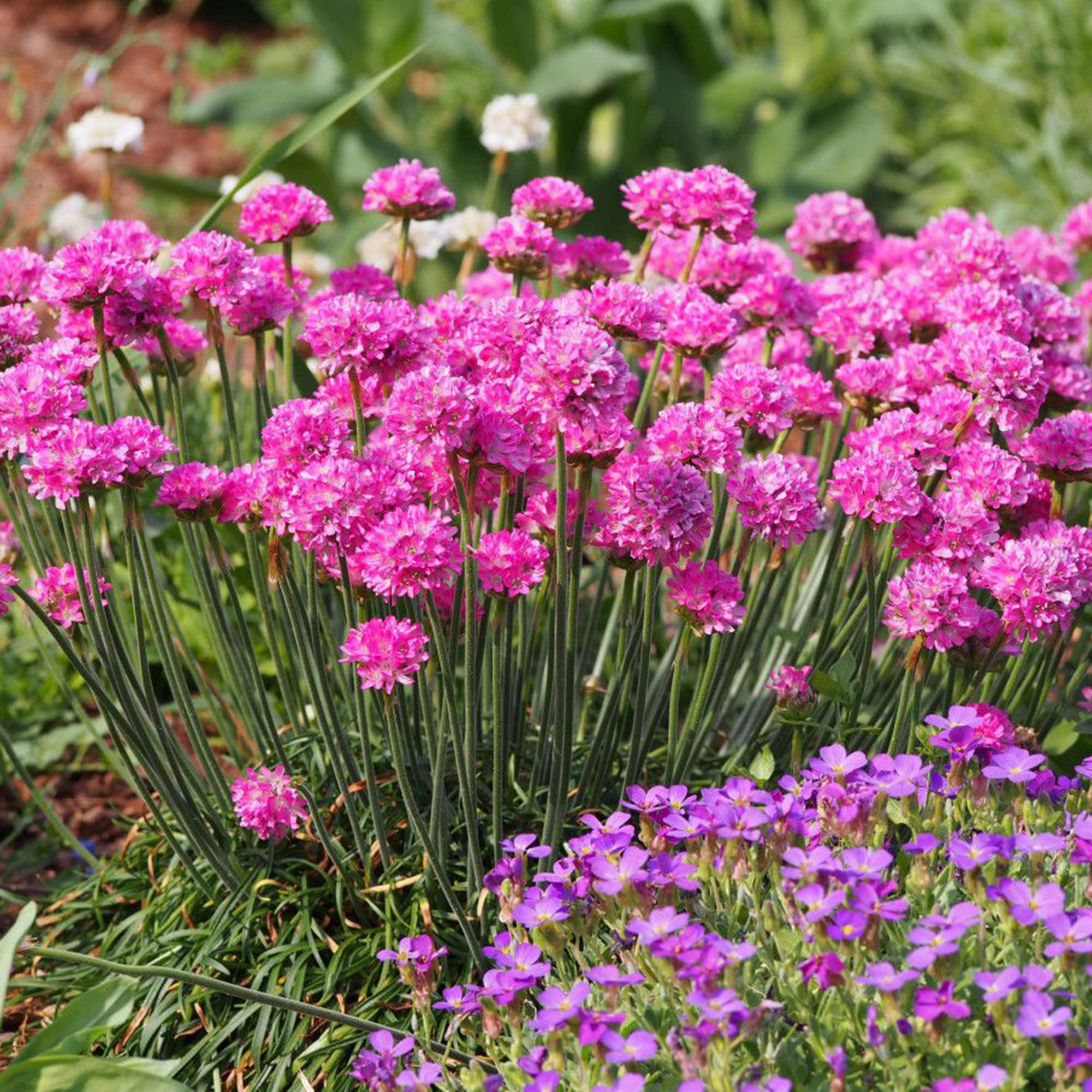 Pink Thrift Joystick Flower seeds for Planting - Perfect for Borders, Heirloom & GMO Free Seeds for Home Garden