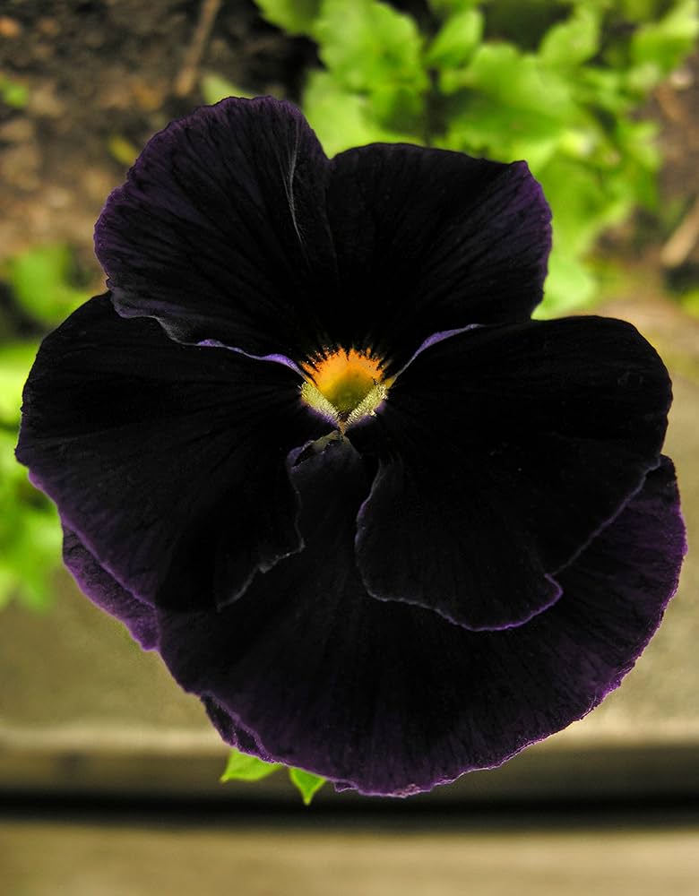Black Pansy Halloween Flower Seeds for Unique Garden Decoration