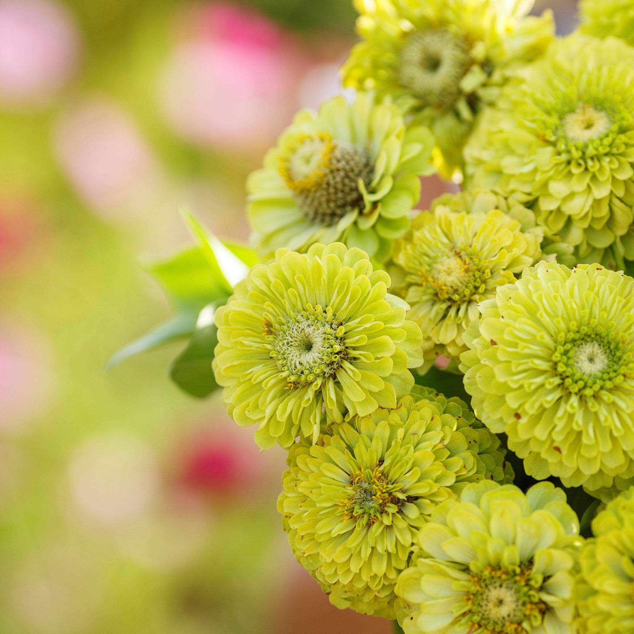 Green Zinnia Envy Chartruse Double Selection Seeds for Vibrant Garden Flowers