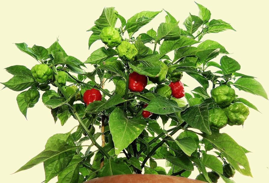 Sweet Cuban Aji Cachucha Capsicum chinense Pepper Seeds for Planting