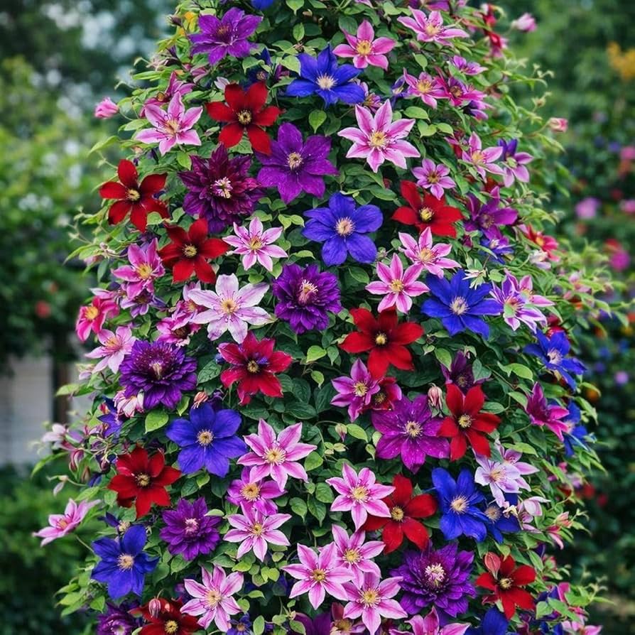 Mixed Clematis Flower Seeds for Planting - Enhance Your Garden's Vertical Beauty Heirloom Non-GMO Seeds