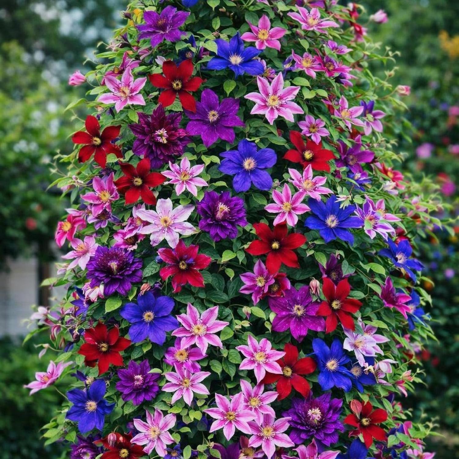 Heirloom Clematis Flower seeds for Planting Wildflower Mix Heirloom & GMO Free Seeds for Home Garden