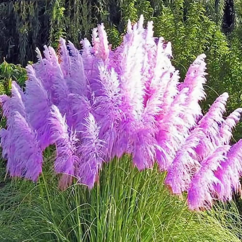 Lamp Beads Grass Melica ciliata for planting in garden