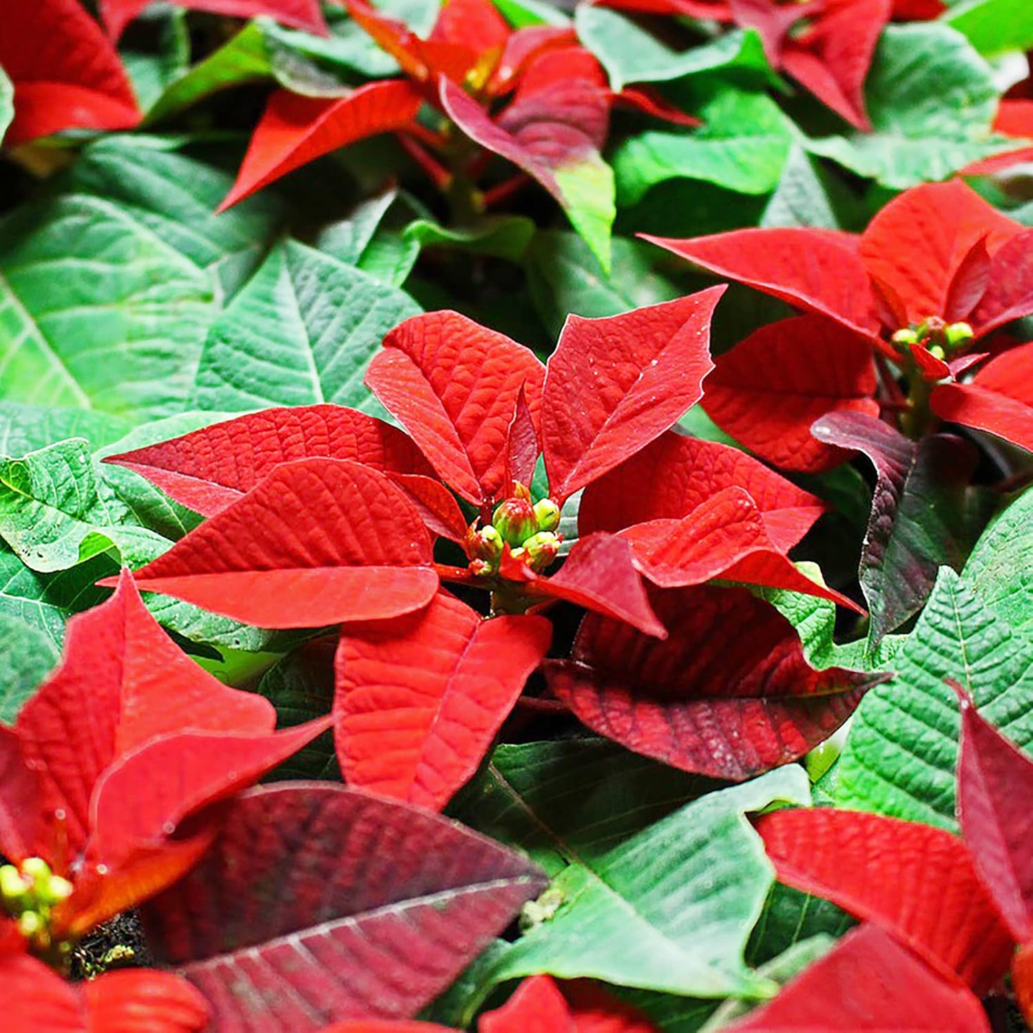 Poinsettia Seeds Christmas Star Perennial Drought Tolerant Landscape Hedges Screens Patio Container