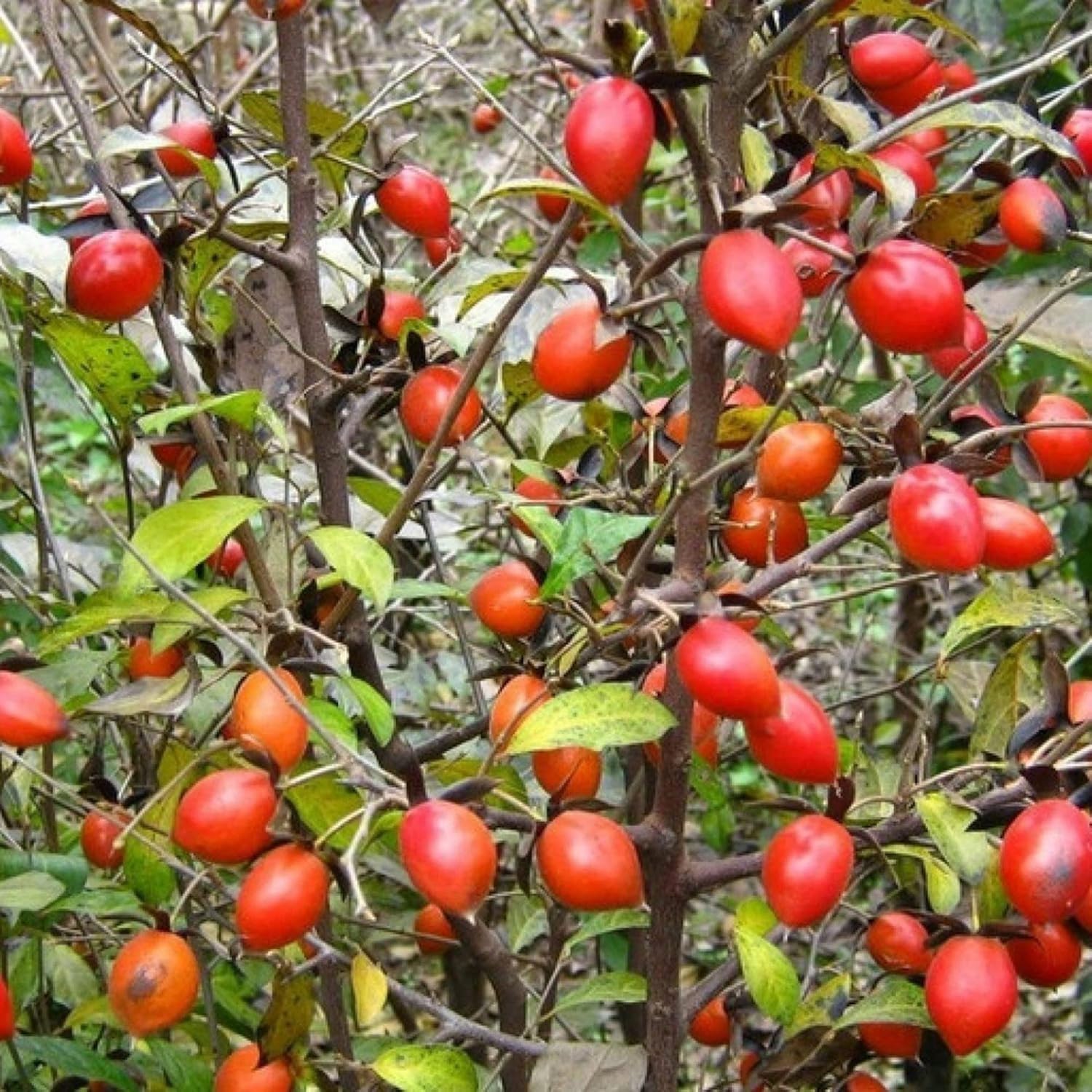 Red Rhombifolia Fruit Seeds for Planting