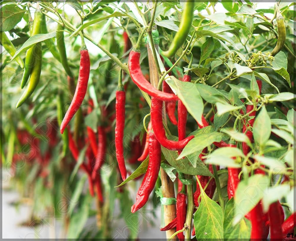 Salkim Biber Chile Pepper Planting Seeds