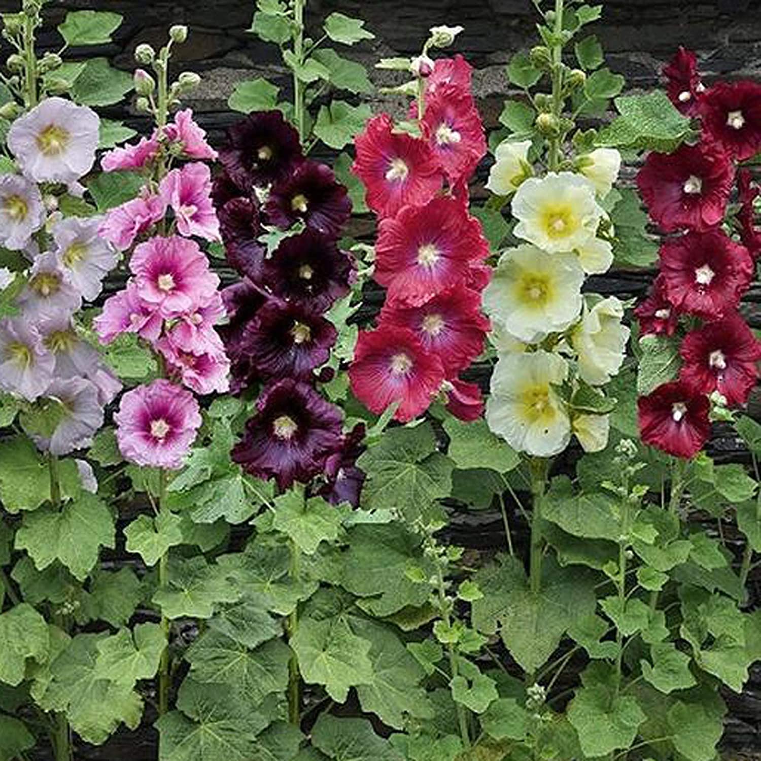 Orange Hollyhock Alcea rosea Seeds for Planting for Flower Bed