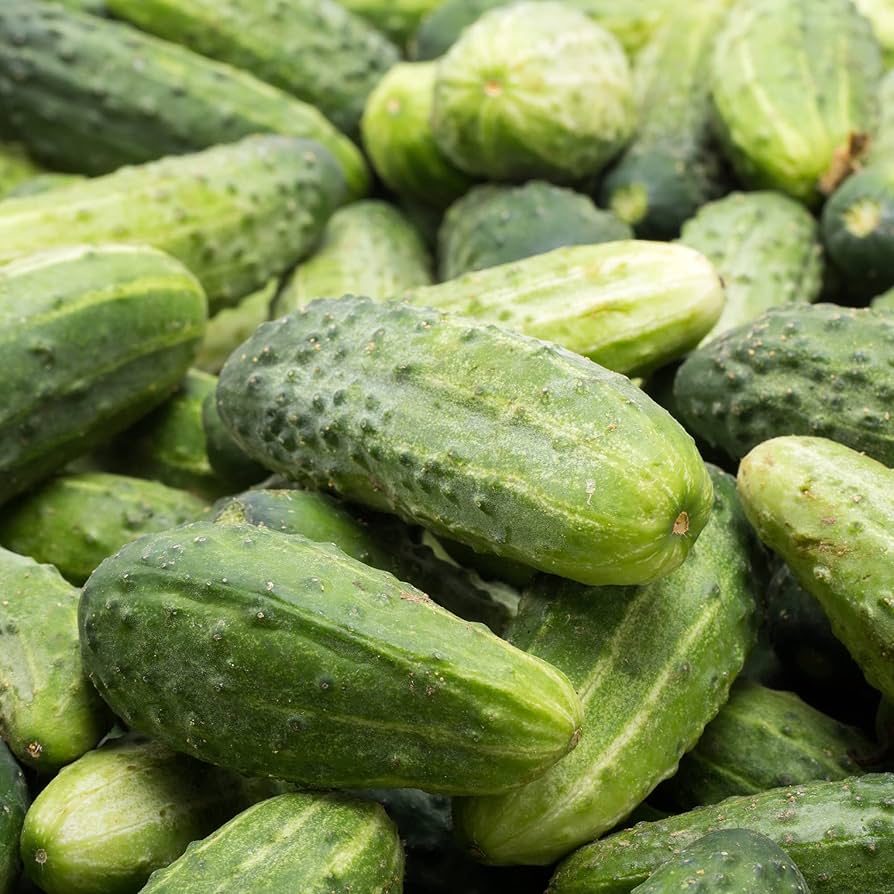 Evergrowseeds Bush Patio Container Cucumber vegetable seeds for planting, shown in 20-pack with cucumis sativus cucumbers.