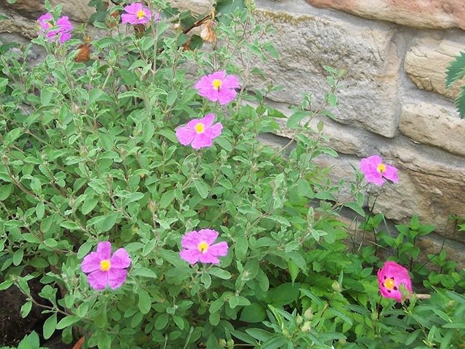 Tauric Rock Rose Helianthemum tauricum Flower Seeds for Planting in Rock Garden