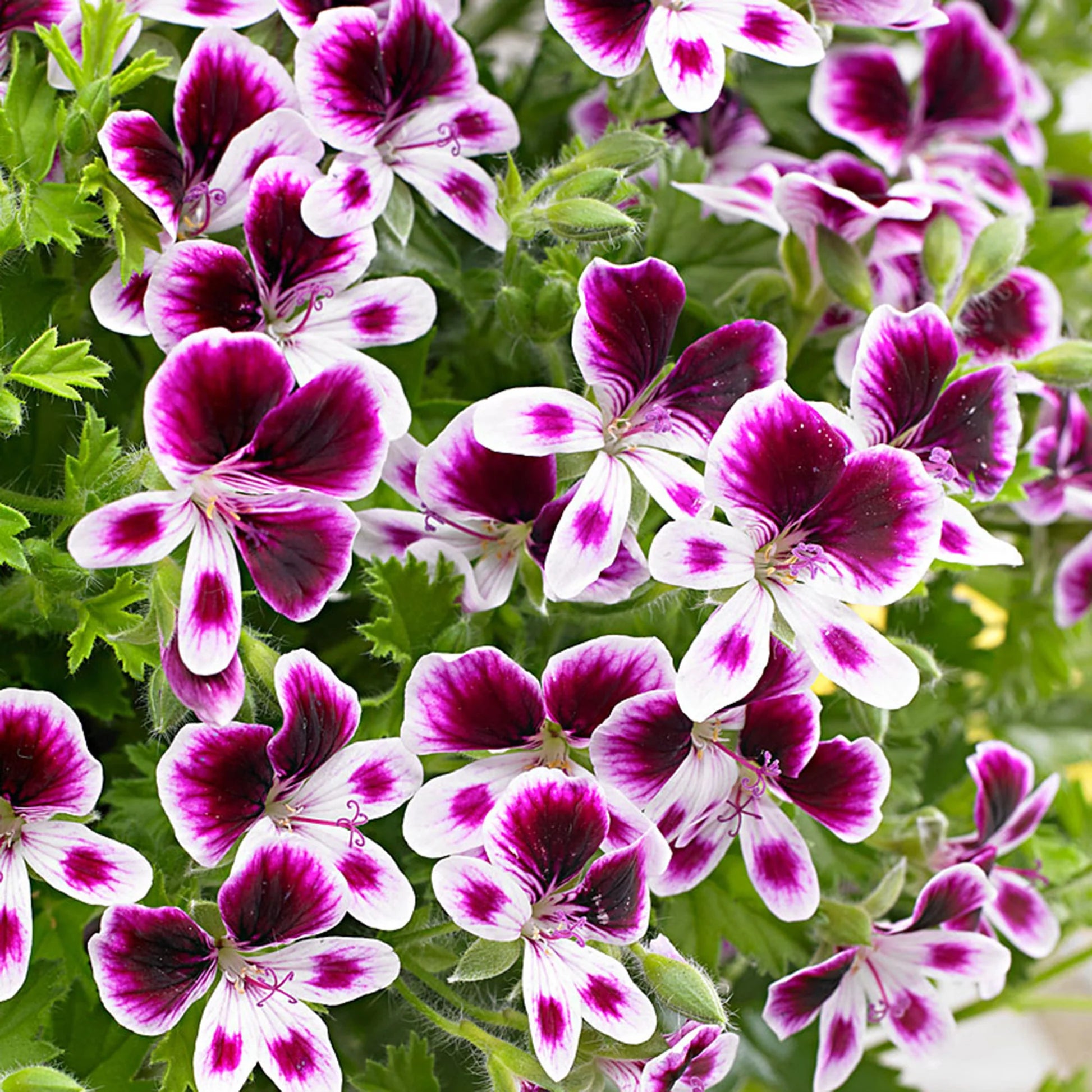 Geranium Purple White Flower seeds for Planting - Vibrant Colors, Heirloom & GMO Free Seeds for Home Garden