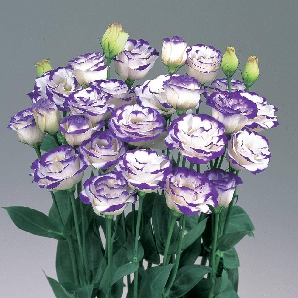 Lisianthus Flower Seeds for Lush, Blooming Beds - Evergrowseeds