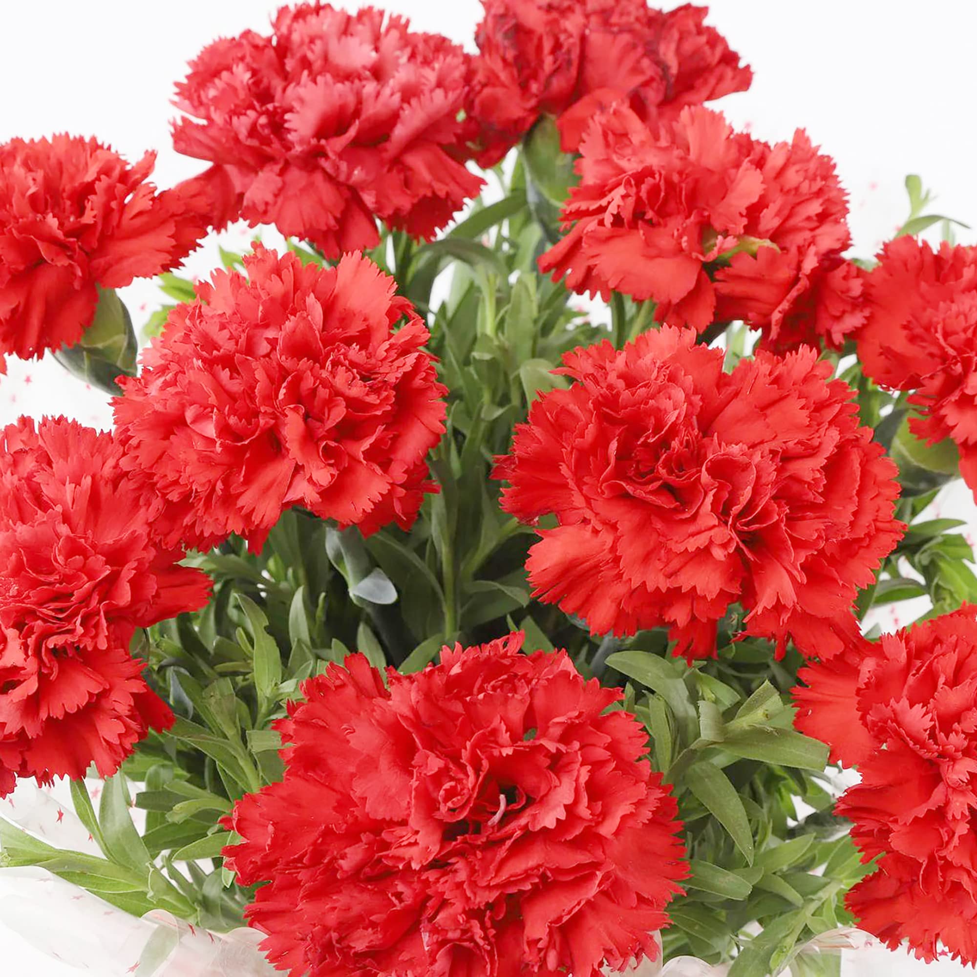 Scarlet Carnation Seeds for Vibrant, Fragrant Blooms