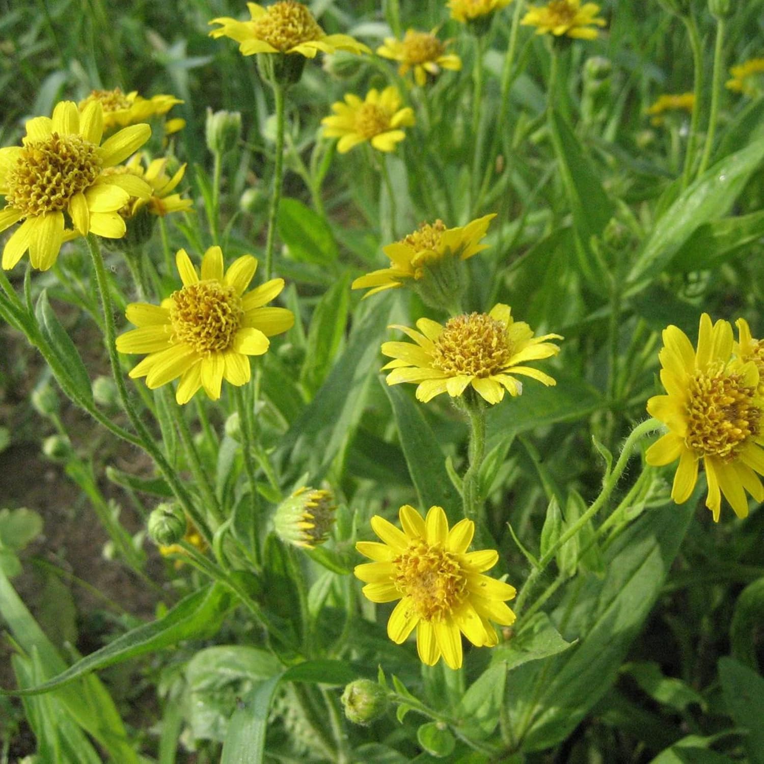 Arnica Seeds Herbaceous Perennial Flowering Plant Garden Beds Borders Outdoor Flower Best Selling