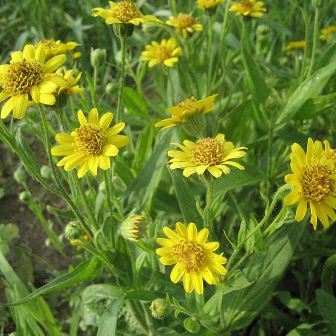 Arnica Herb Plant Arnica montana Seeds for Planting in Herb Garden & Home Garden