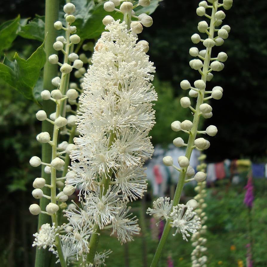 Black Cohosh Actaea racemosa Seeds for Planting - Ideal for Flower Bed & Home Garden