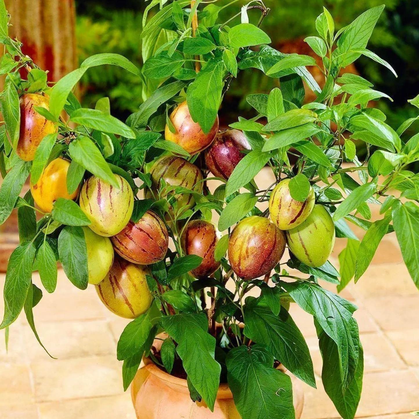 Pepino Dulce Melon Pear Seeds for Easy Planting