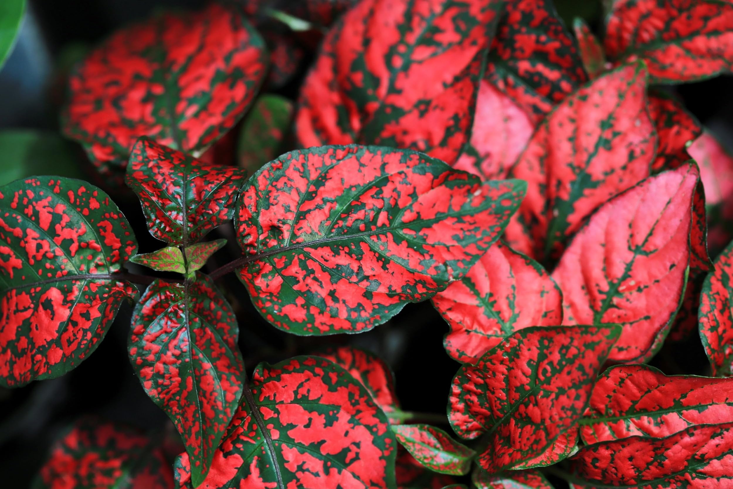 Pink Hypoestes Polka Flower seeds for Planting - Pollinator Friendly, Heirloom & GMO Free Seeds for Home Garden