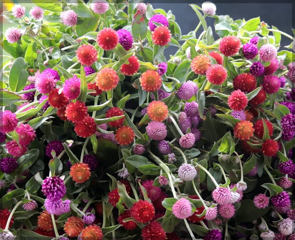 Gomphrena Globosa Mixed Flower Seeds for Planting