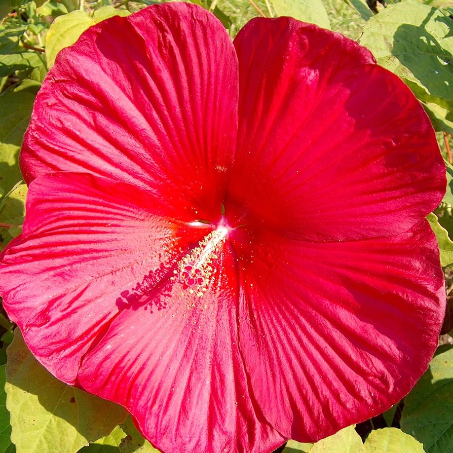 Dinner Plate Hibiscus Hibiscus rosa-sinensis Flower Seeds for Planting in Flower Bed and Garden