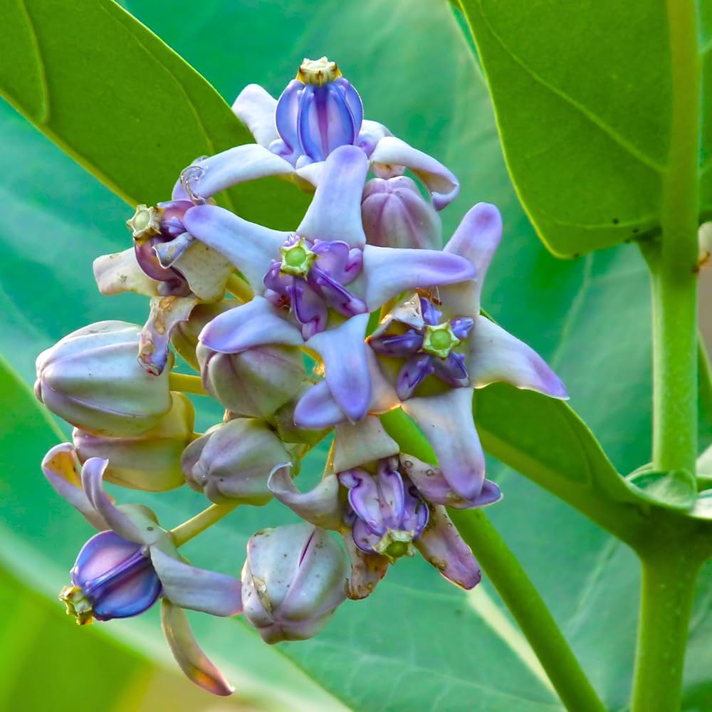 Calotropis Flower seeds for Planting - Drought Tolerant, Heirloom & GMO Free Seeds for Home Garden