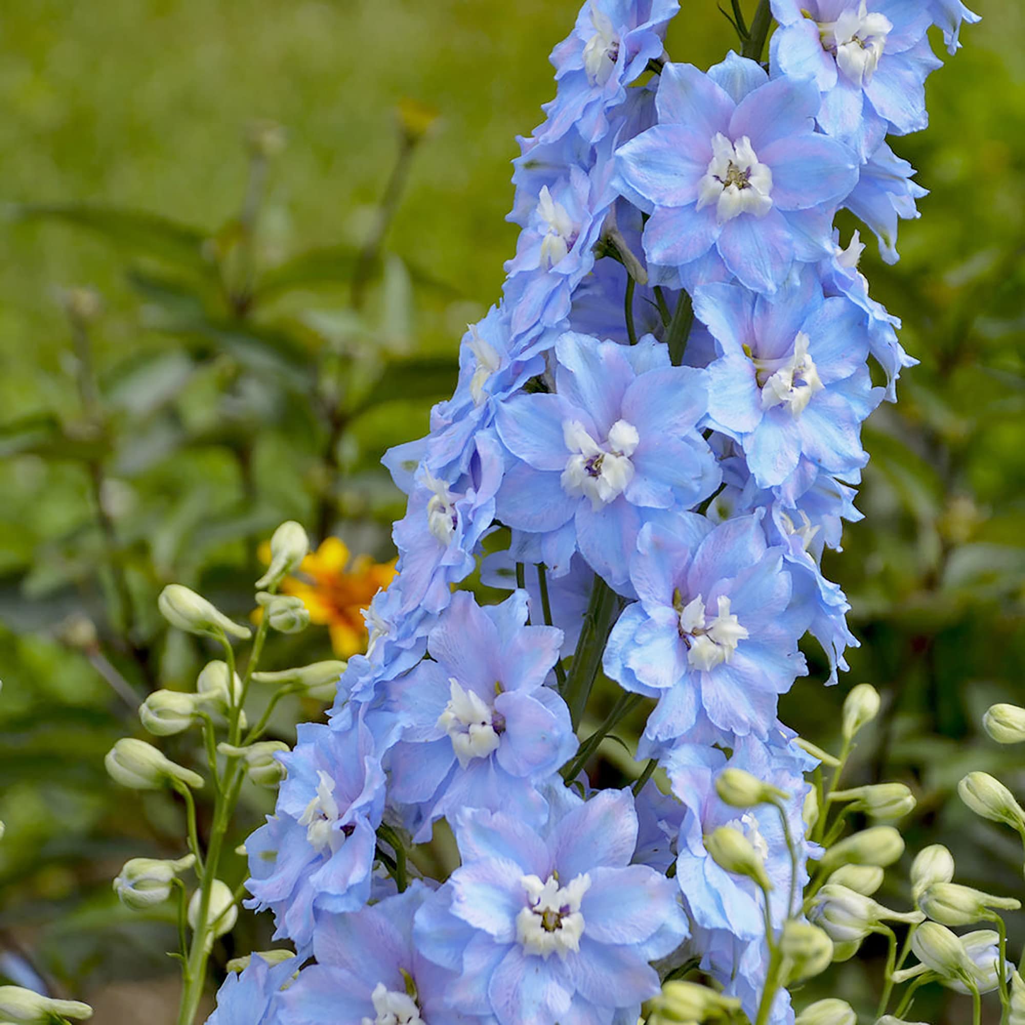 Sky Blue Larkspur Delphinium ajacis Seeds for Planting - Perfect for Flower Bed & Urban Garden