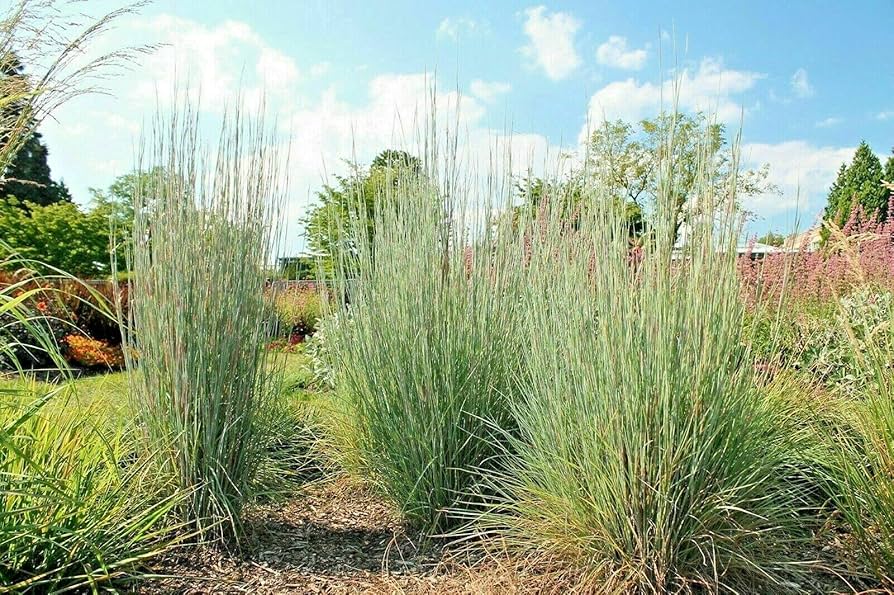 Big Bluestem Grass Seeds (Andropogon gerardii) for Native Landscaping