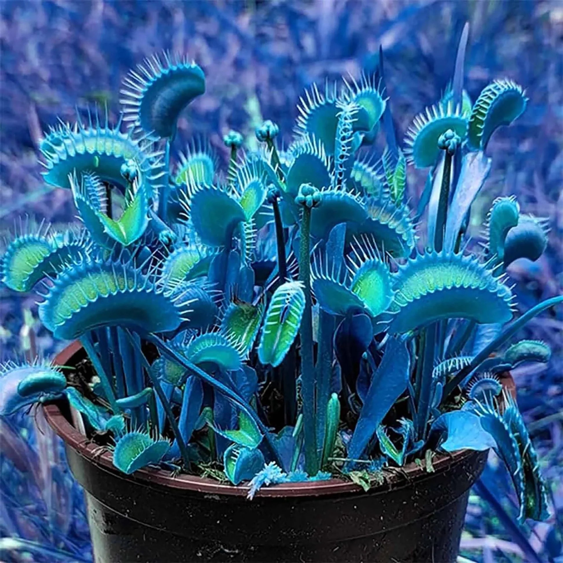 Blue Venus Fly Trap Flower seeds for Planting Sun Loving Heirloom & GMO Free Seeds for Home Garden