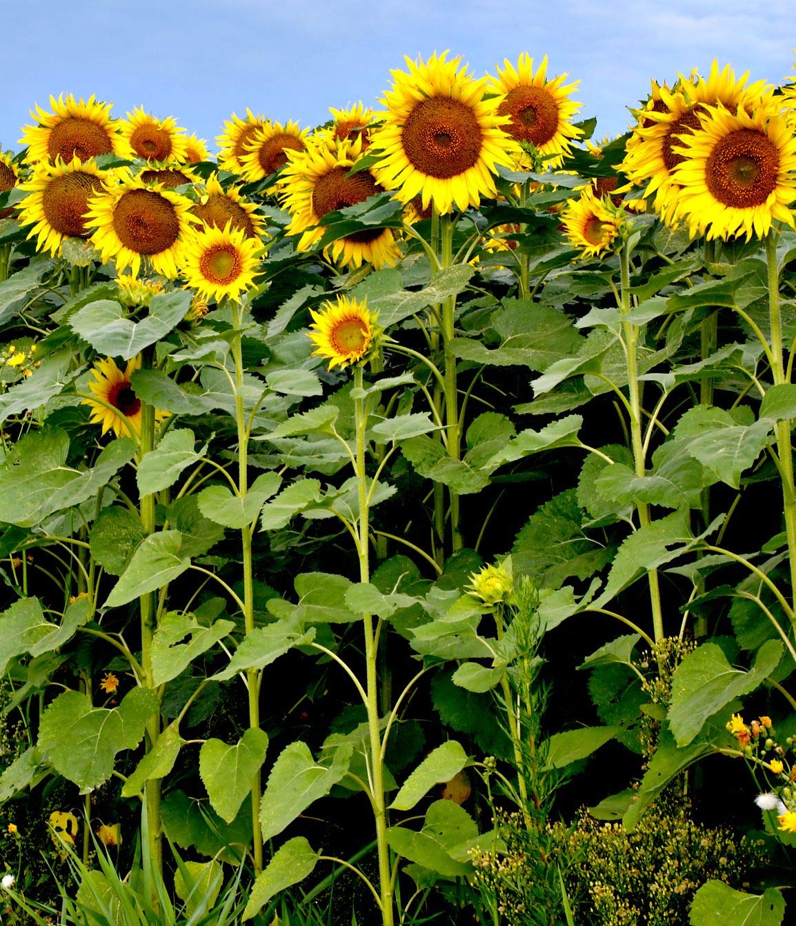 SunFlower (SunFlower seeds) seeds for planting in home garden