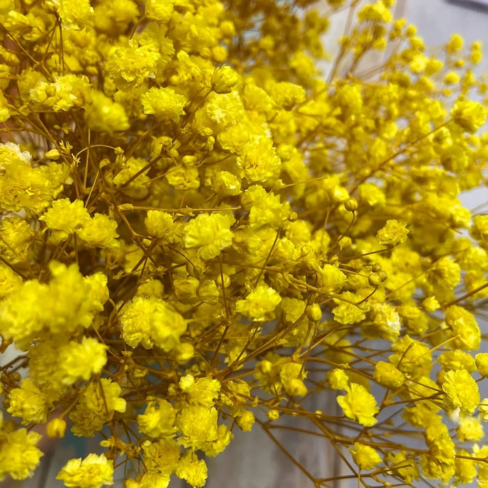 Gypsophila Yellow Flower seeds for Planting - Low Maintenance, Heirloom & GMO Free Seeds for Home Garden