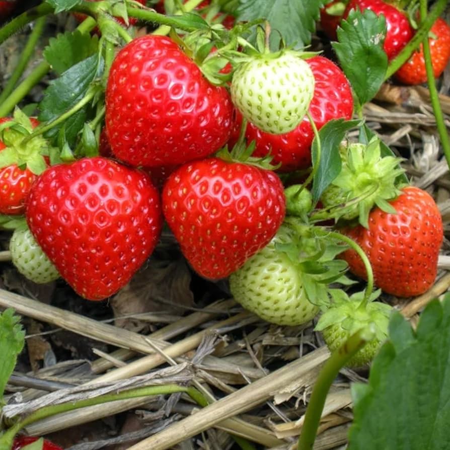 Strawberry Fruit Cream Seeds for Planting  Seed for Sweet, Creamy Strawberries Ideal for Garden or Pots, Perfect for Home Growing