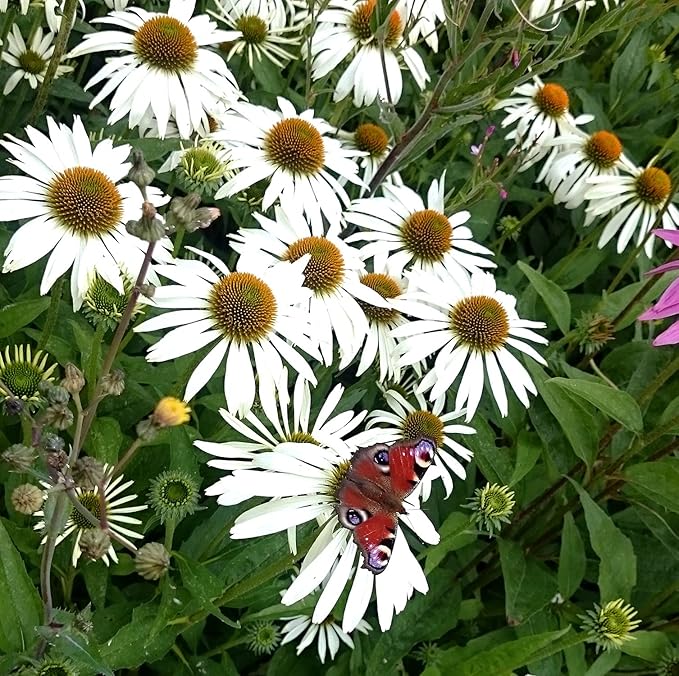 White Coneflower Echinacea Seeds for Beautiful White Blooms