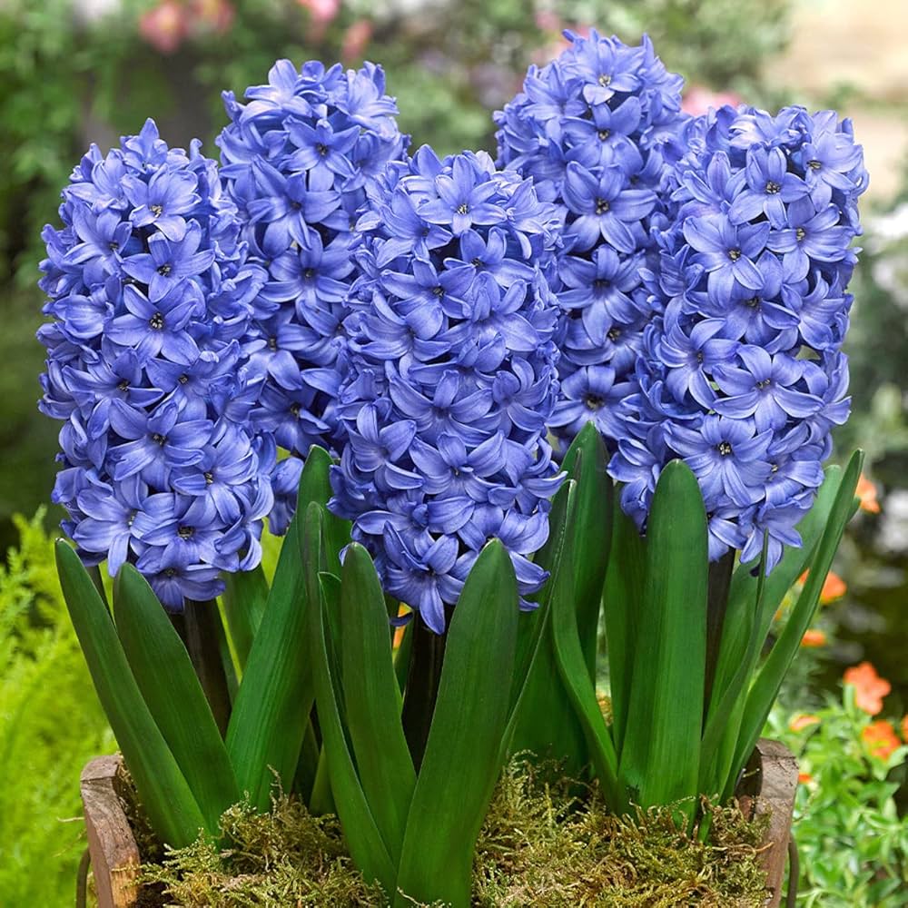 Blue Hyacinth Flower seeds for Planting - Perfect for Borders, Heirloom & GMO Free Seeds for Home Garden