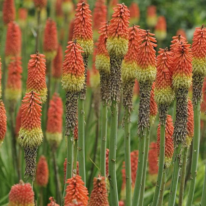 Torch Lily Red Hot Poker Seeds for Vibrant Garden Blooms