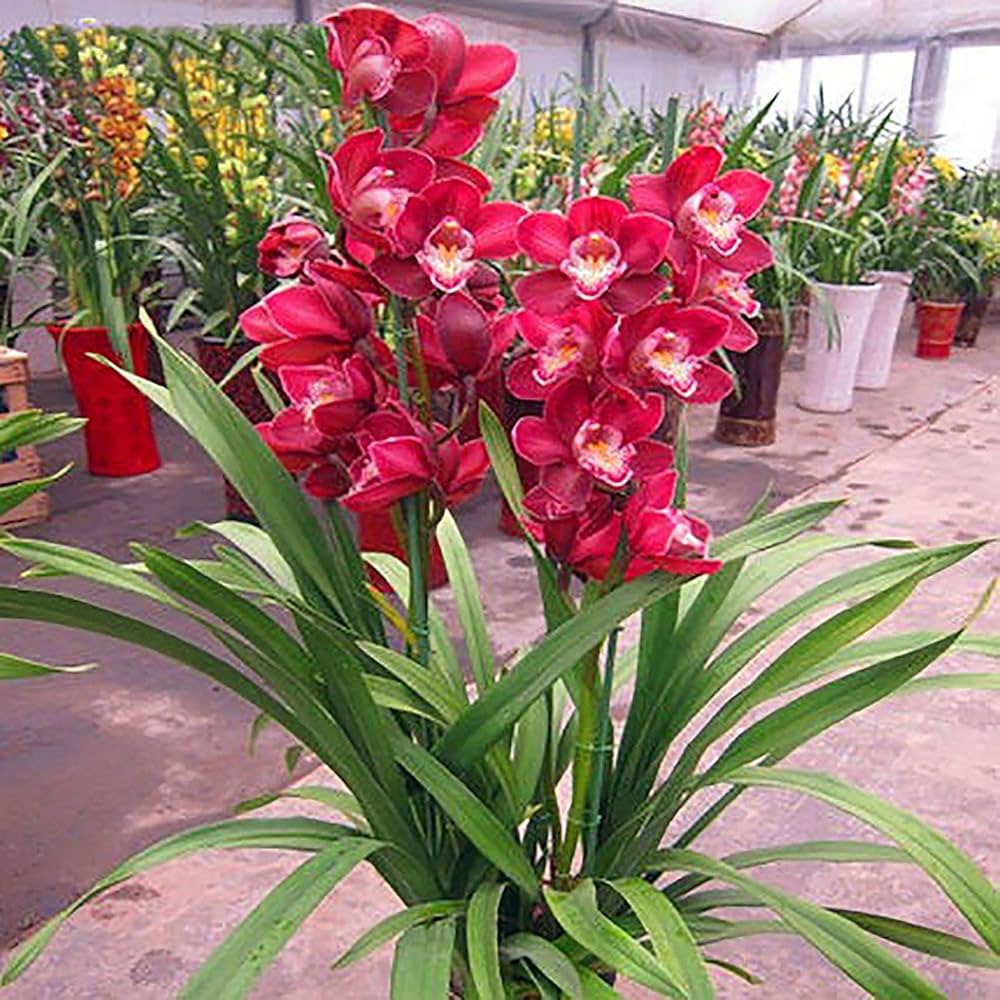Rare Cymbidium Orchid Cymbidium Seeds for Planting - Ideal for Flower Bed & Urban Garden