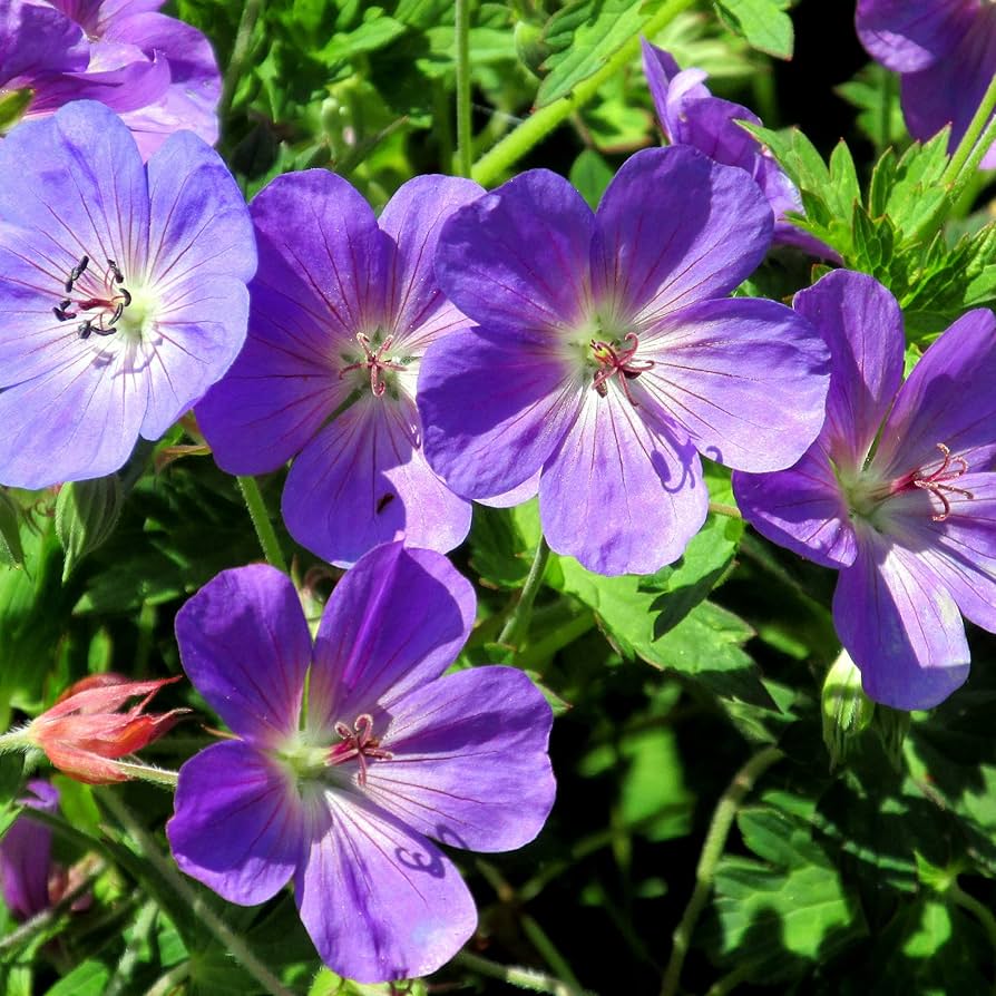 Blue Geranium Geranium spp. Seeds for Planting - Ideal for Flower Bed & Urban Garden