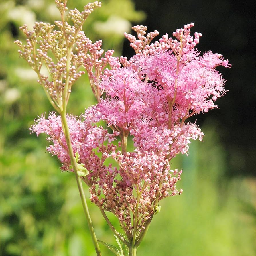 Prairie Filipendula Rubra Seeds for Planting in Meadow Garden