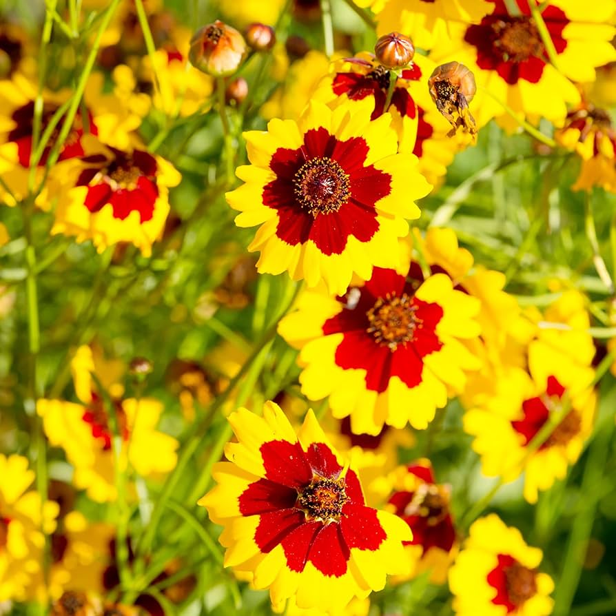 Plains Coreopsis Coreopsis tinctoria Seeds for Planting wildflower meadow cottage garden Heirloom Non-GMO Seeds