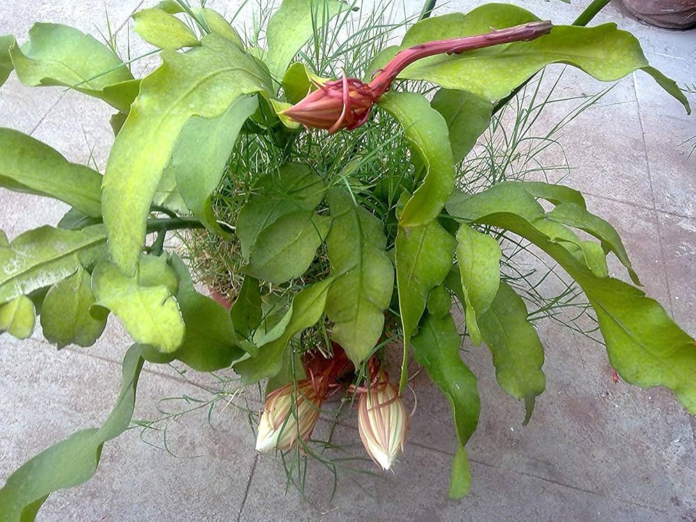 Green Epiphyllum Flower seeds for Planting - Bright Blooms, Heirloom & GMO Free Seeds for Home Garden