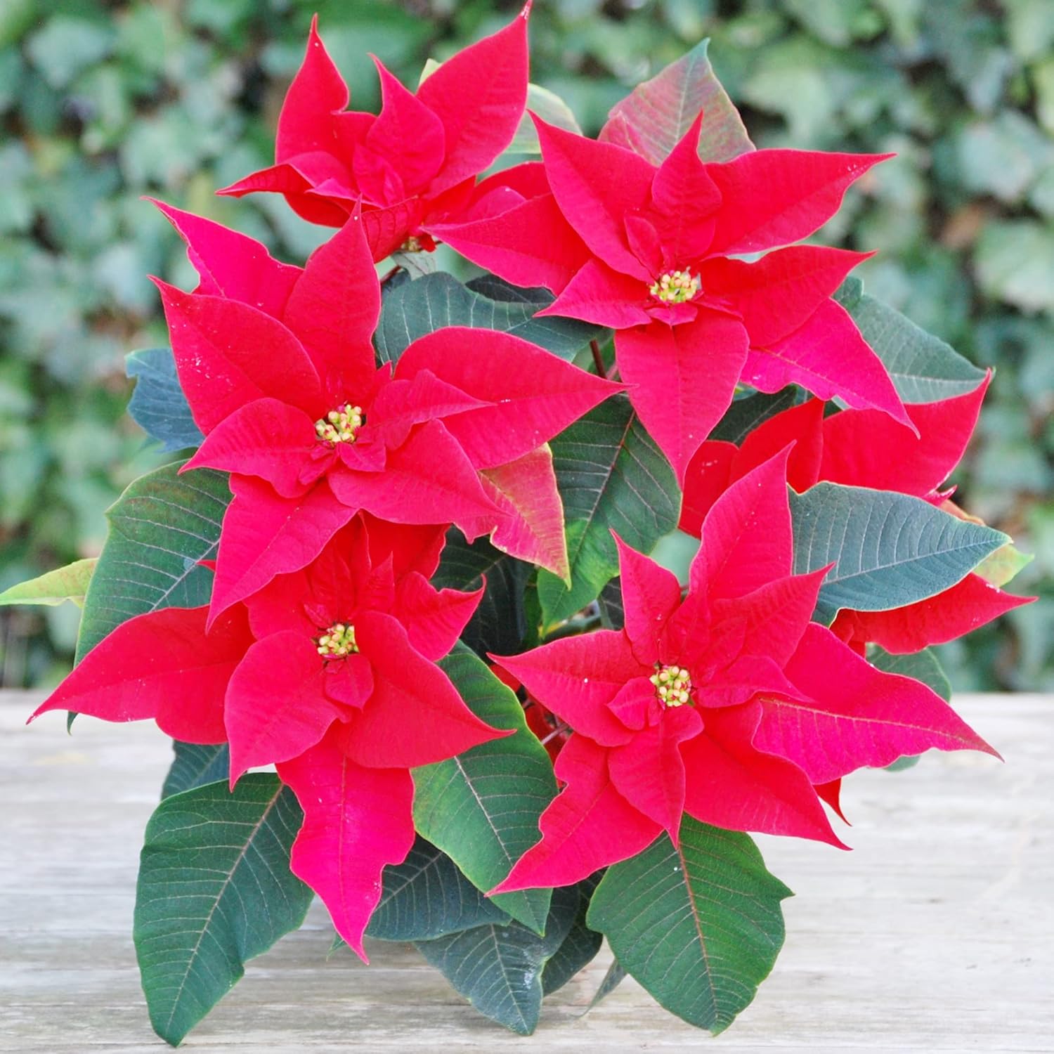 Poinsettia Seeds Christmas Star Perennial Drought Tolerant Landscape Hedges Screens Patio Container