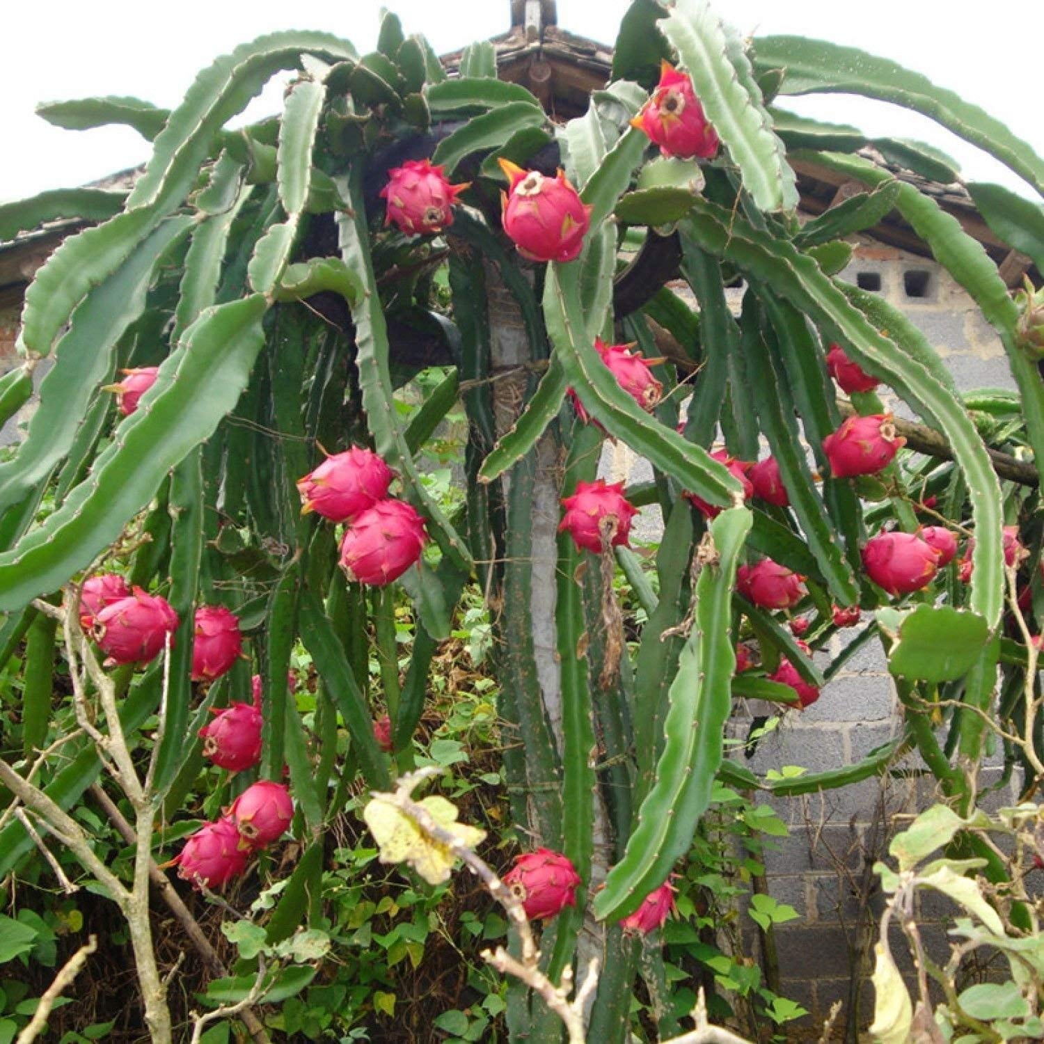 Dragon Fruit Seeds for Easy Planting