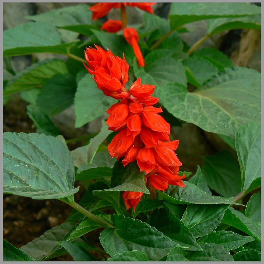 Salvia Splendens Reddy Salmon Seeds for Planting Pollinator Garden Flower Bed